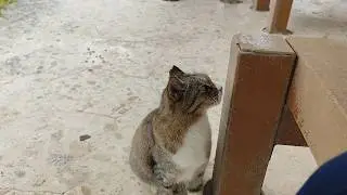 2025.11.28 猫巡り ビーチ猫のビビちゃん食後のリラックス