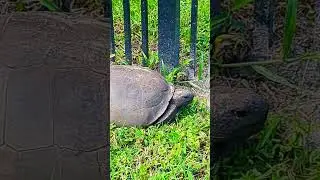 Gopher Tortoise inside our fence #tortoise