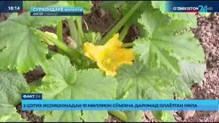 Fakt 24 | 2 sotix issiqxonadan 10 million so&lsquo;mgacha daromad olayotgan surxondaryolik oila