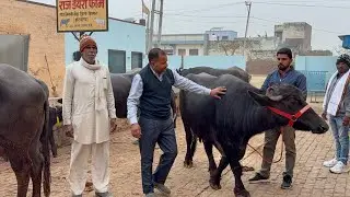 👍 MP , जिला - साजापुर जा रही 4 मुर्रा भैंस 🐃 , 118000 में खरीदी 14 लीटर दूध तैयार Raj dairy farm से 