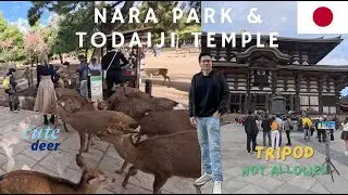 Cute Deer at Nara Park plus Todaiji Temple at Nara 🇯🇵