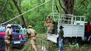 सिद्धार्थनगर में तेंदुएं ने 8 लोगों को किया था घायल, आज इसे जंगल कैसे आजाद किया गया?😱Release Leopord