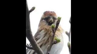 Lesser Redpoll