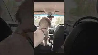 #dog#leo #pets #ride #shihtzu