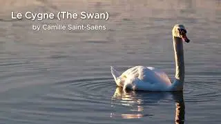 Le Cygne (The Swan) &ndash; Camille Saint-Sa&euml;ns | Beautiful Cello & Piano Performance