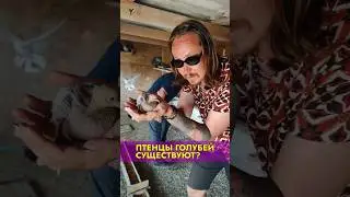 ПТЕНЦЫ ГОЛУБЕЙ