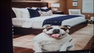 My dogs daily routine part 2!