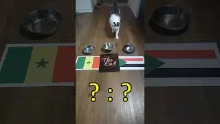 Oracle Cat predicts result of Senegal vs. Sudan