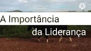 Lideran&ccedil;a Bovina: O Papel Vital da Vaca L&iacute;der no Rebanho!
