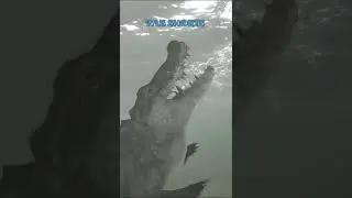 Crocodile Attacks Tour Guide in Australia! 