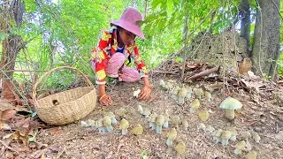 Find mushrooms in the forest to cook - Pig Farmily