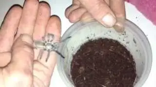 Handling my small Monocentropus Balfouri baboon spider