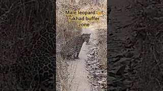 leopard 🐆 rukhad buffer zone