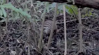 Paca (Cuniculus paca) in Quintana Roo, Mexico.