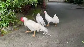 外宮の神鶏