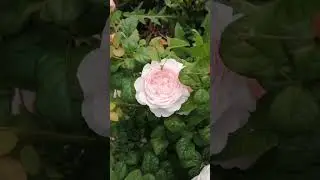Роза Queen of Sweden. Музыка Сергея Чекалина. Музыка для души