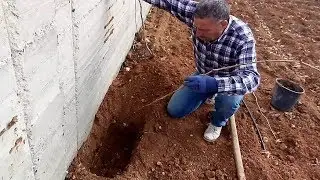 زراعة قصبة العنب مباشرةً في التربة2 .How to Plant a Grape Vine Canes directly in the soil 2