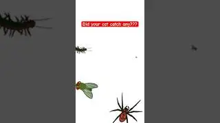 Best Cat Entertainment Video &ndash; Moving Bugs on Screen!