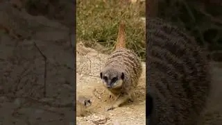 Meet Meerkats: Smart and Adorable Social Animals#Meerkats #WildAnimals #AnimalFacts