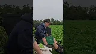 R&uuml;ben ziehen mit dem Fendt 828!
