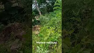 Mysore nellikayi