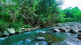 River Sounds for Sleeping and Relaxation | Smooth Water Flow for Mind Calm