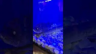 Longnose Gar and Walleye in Tank #fish #fishing #nature #wildlife