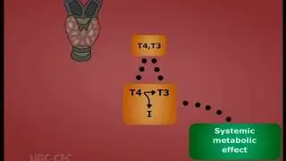 Integration of tissue functions