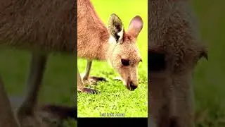 facts about kangaroo rat #facts#shorts
