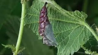 Chrysalis of Vanessa atalanta - Red Admiral