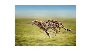 Animal record breakers guinness world records of the natural world