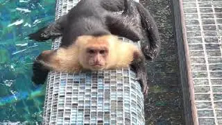White face monkey, up close and dangerous.