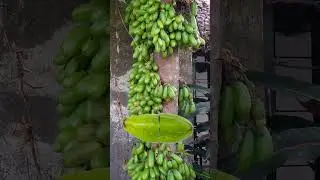 kamias(Averrhoa bilimbi) cucumber tree/girl#short #trending #viralvideo #shortvideo#kamiastree#girl