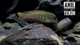 Wild Tanganicodus Irsacae