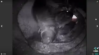 NestkastLIVE  Huiszwaluw  3 +1?  10 8 2018 19 17 18