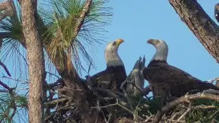 SWFL Eagles_ A New Season For M15 & F23_Nest Work: M Adds Stick & F Adds Moss 08.27.24