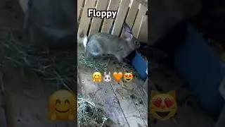 Floppy Bunny: The Cutest Pet You Never Knew About