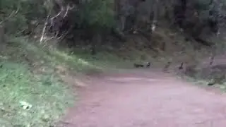 Danfe (Lophophorus impejanus)- The National Bird of Nepal spotted in Rara National Park