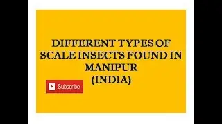 Different types of scale insect