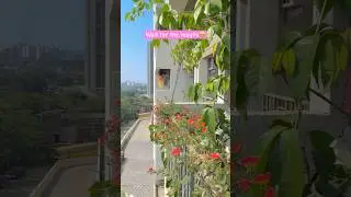 How to plant purslane cuttings with results!🤩❤️ #plants #portulaca #shorts