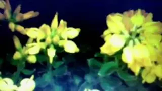DeepSleeper Commercial