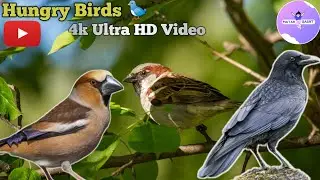 Copyright Free Birds Sounds || Background Birds Sounds || Hungry Birds