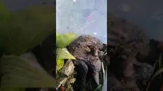 Feeding my Field cricket nymphs.