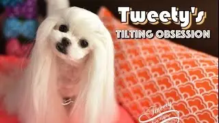 TWEETY OBSESSION: Cute Maltese Tweety's Twisting and Tilting Obsession 말티즈 트위티Tweety my Therapy Dog!