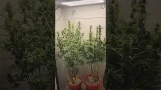 11 week old blackberry moonrocks auto from blimburn