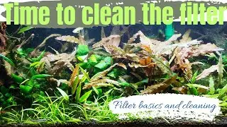 Aquarium FILTER MAINTENANCE - EHEIM CLASSIC Canister Filter