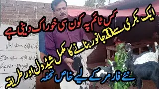 How to make 20 animals from one goat/Easy Goat Farming in 2024