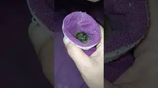 AFTER hatching a stuck duckling! #shrinkwrapped #duckling #hatchling #mytechnique