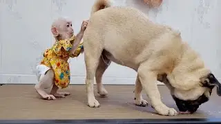 So Funny And Clean Ken Keep Clean PUG B@tt Since smell To Strange