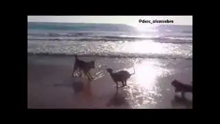 Playas para perros